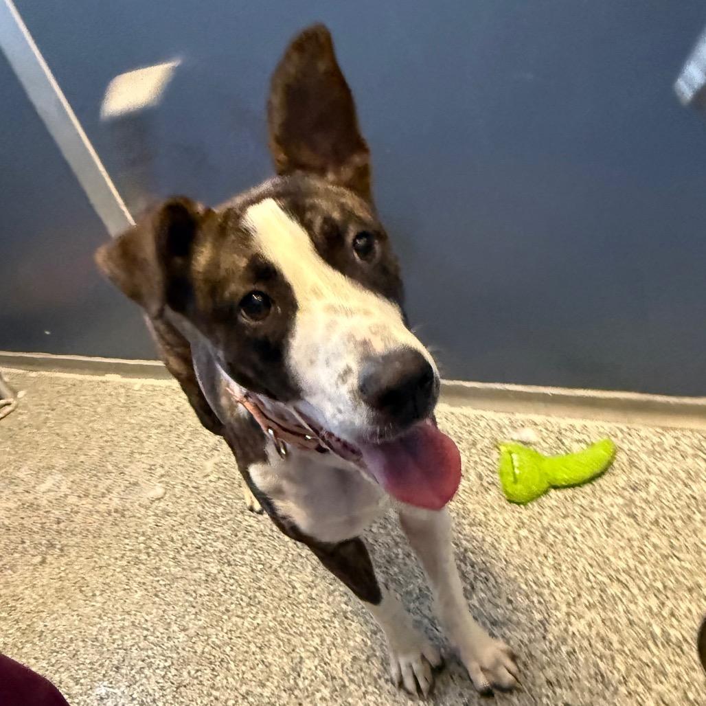 Enlarge Asiago, a Adoptable mixed breed in Great Falls, MT image 2/5
