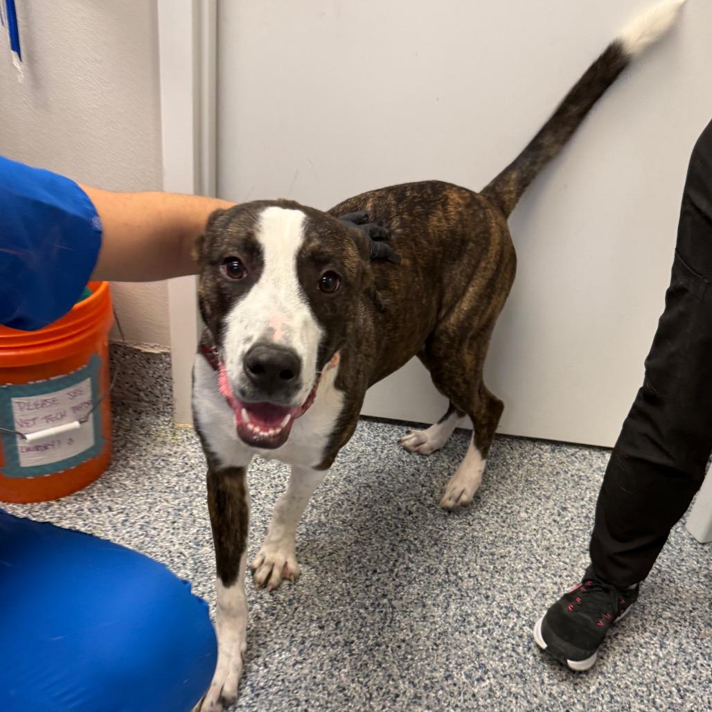 Enlarge Asiago, a Adoptable mixed breed in Great Falls, MT image 3/5