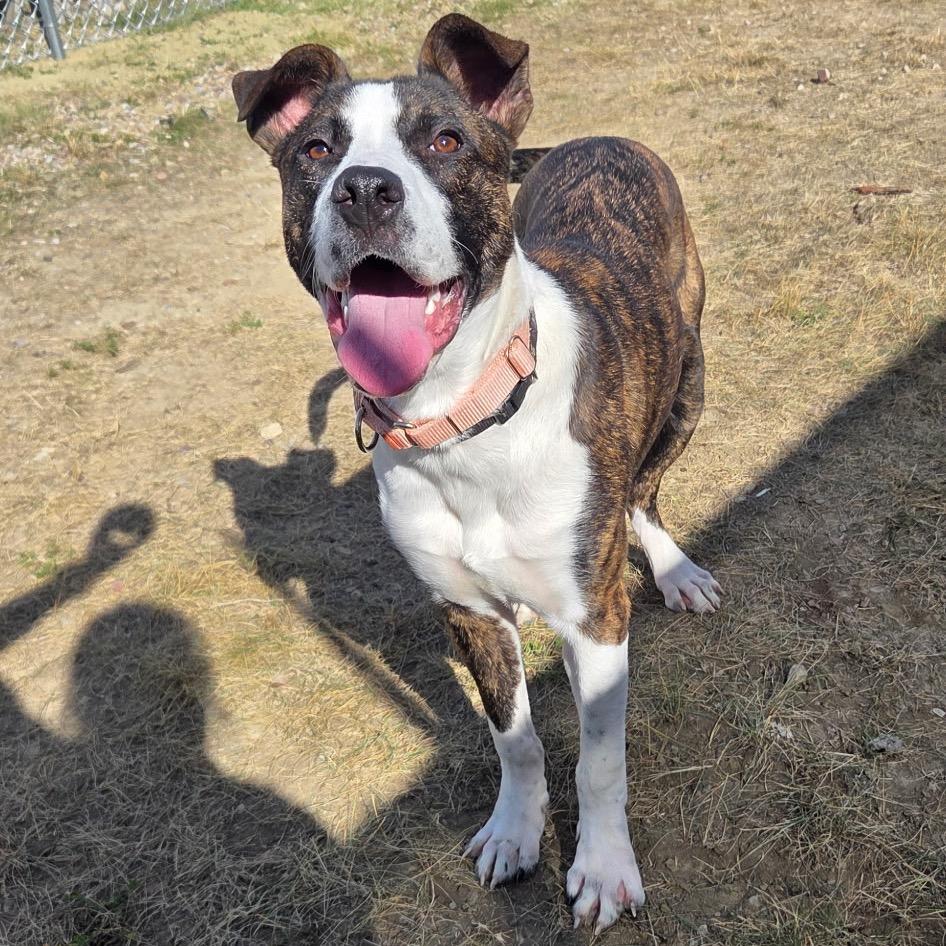 Enlarge Asiago, a Adoptable mixed breed in Great Falls, MT image 4/5
