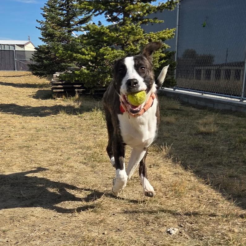 Enlarge Asiago, a Adoptable mixed breed in Great Falls, MT image 5/5