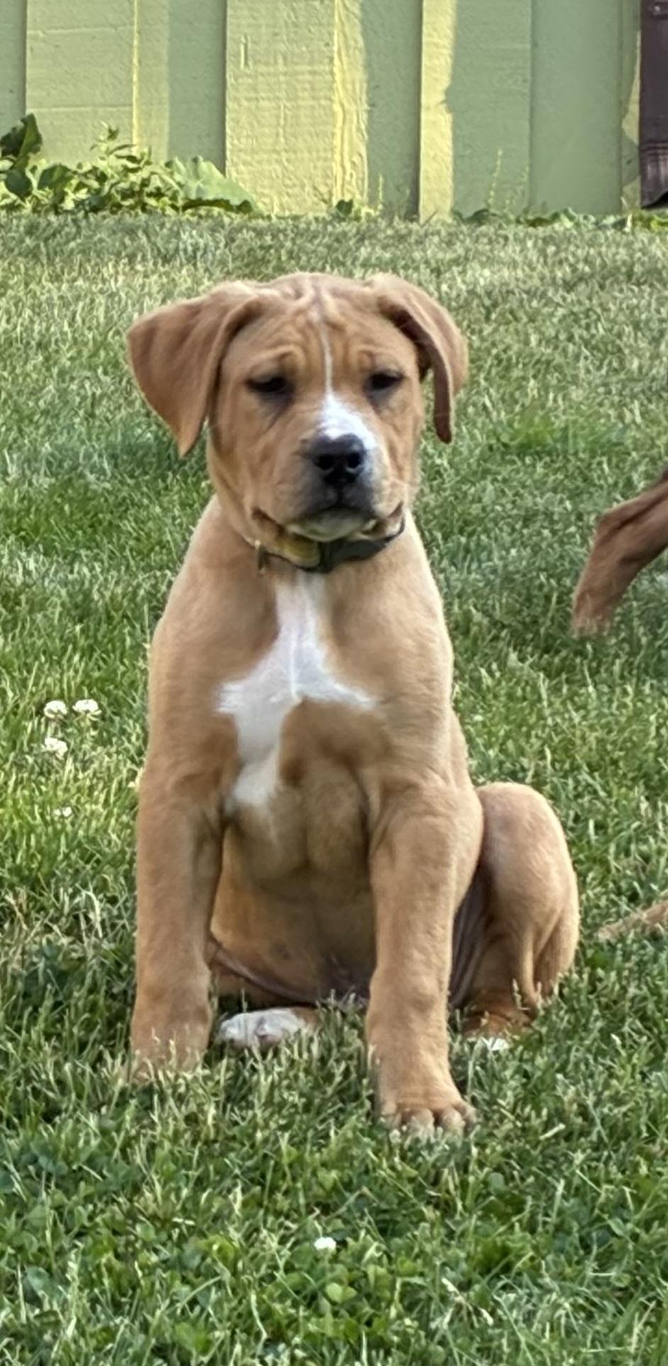 Pluto, a Adoptable mixed breed in Crystal Lake, IL image 1/6