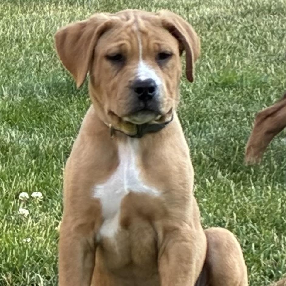 Enlarge Pluto, an adopted mixed breed in Crystal Lake, IL image 1/6
