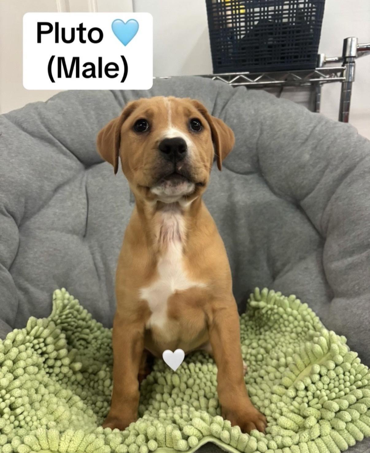 Pluto, a Adoptable mixed breed in Crystal Lake, IL image 2/6