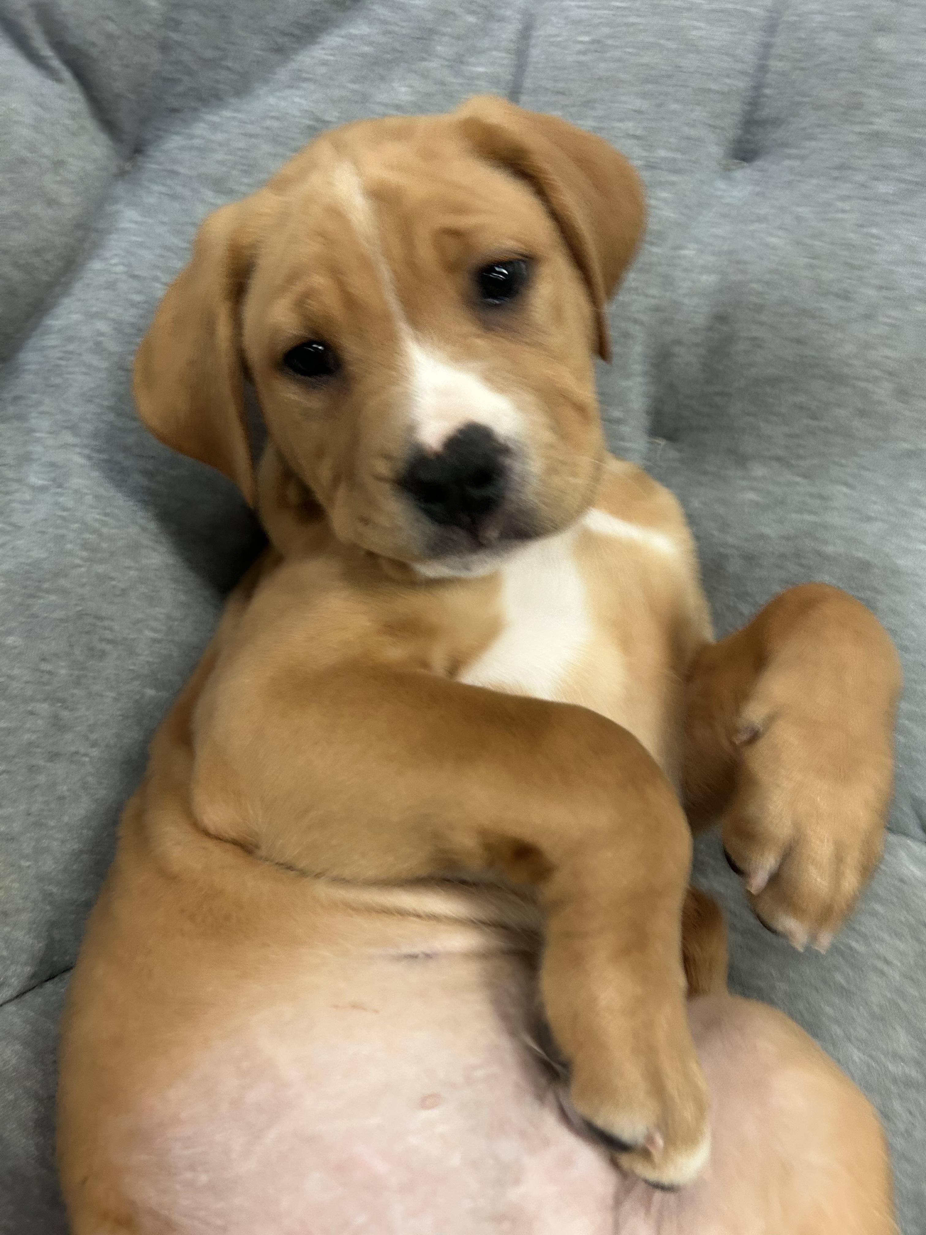 Pluto, a Adoptable mixed breed in Crystal Lake, IL image 6/6