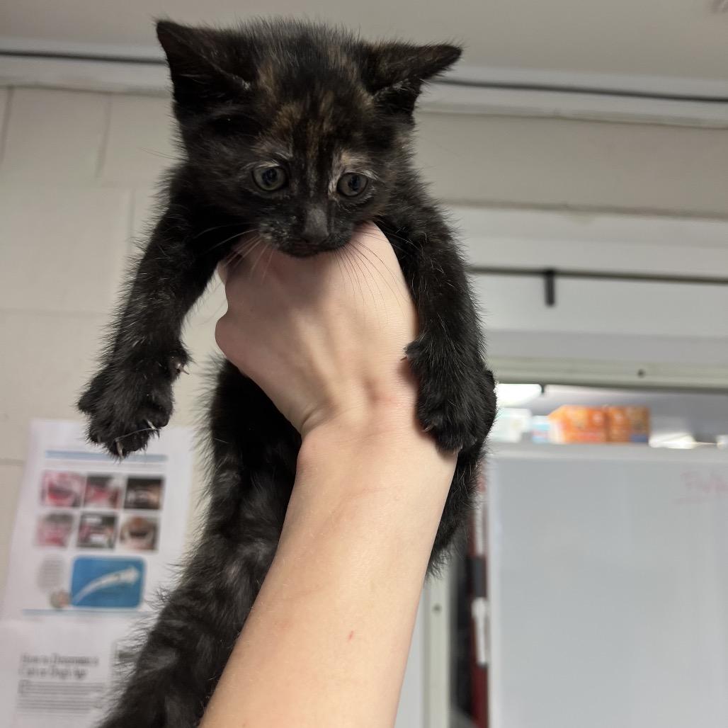 spice, Adoptable, Kitten Female Domestic Short Hair.