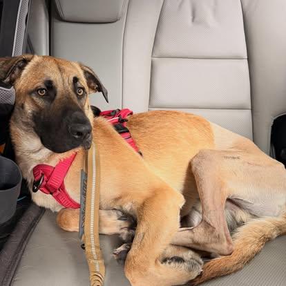 Enlarge James Goodall, a ADOPTABLE mixed breed in Buda, TX image 3/4