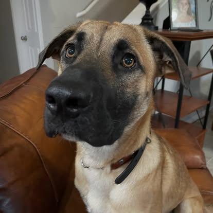 James Goodall, ADOPTABLE, Adult Male Belgian Shepherd / Malinois & German Shepherd Dog.