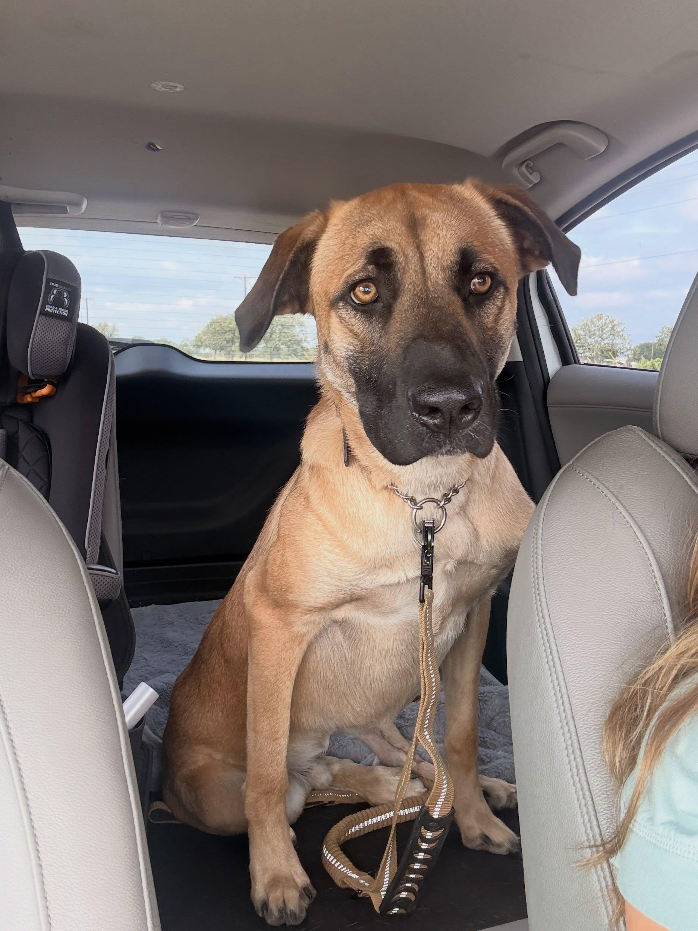 Enlarge James Goodall, a ADOPTABLE mixed breed in Buda, TX image 4/4