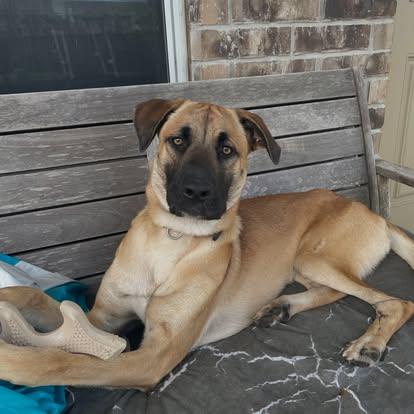 Enlarge James Goodall, a ADOPTABLE mixed breed in Buda, TX image 2/4