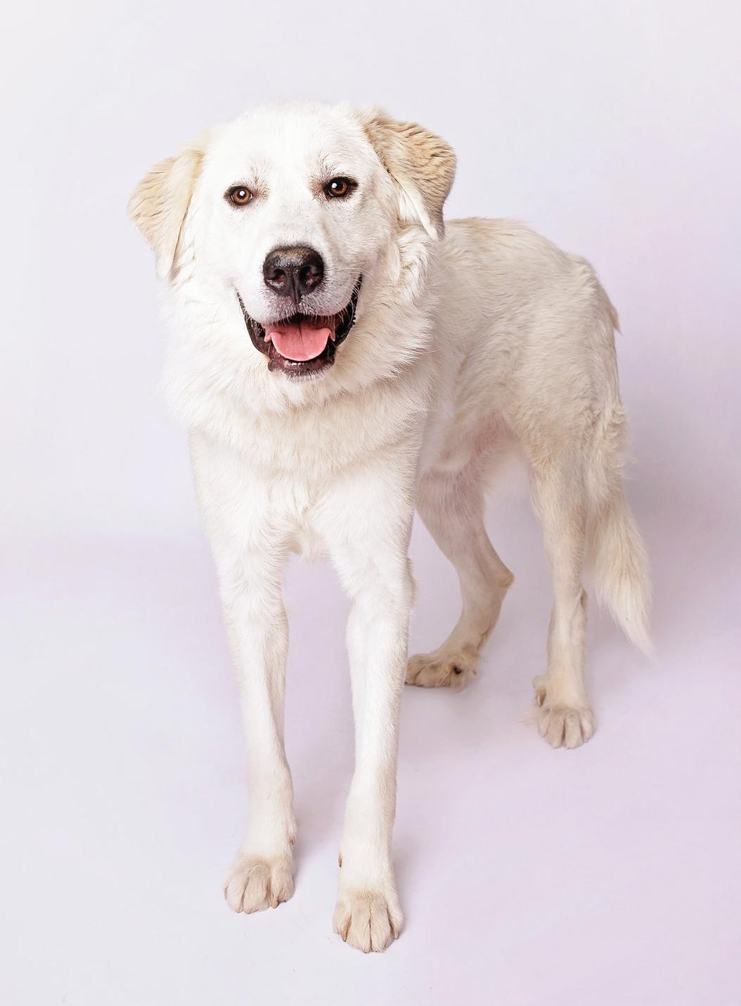 Kent — thumbnail 2