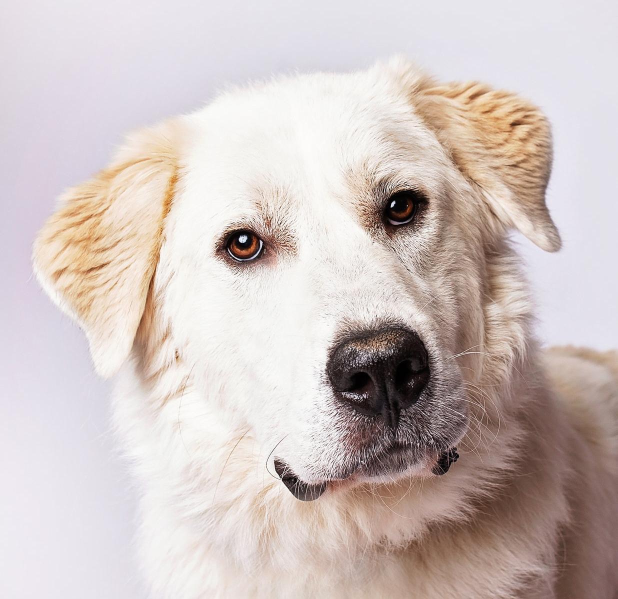 Kent — thumbnail 3