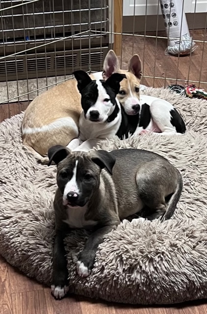 Carma, Adoptable, Puppy Female Mixed Breed.