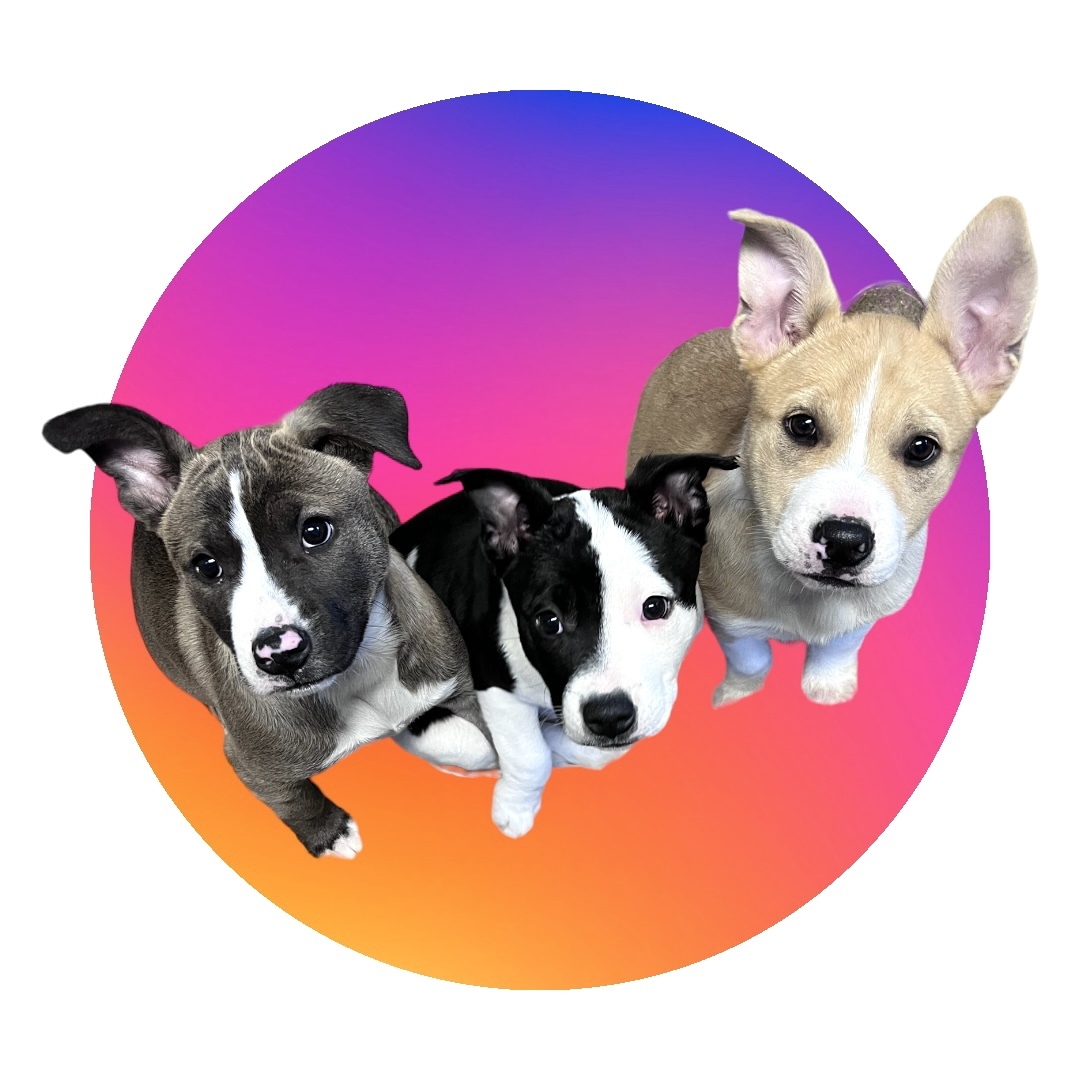 Carma, a Adoptable mixed breed in Durango, CO image 2/6