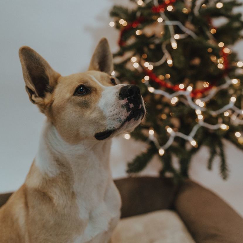 Carma, a Adoptable mixed breed in Durango, CO image 3/6