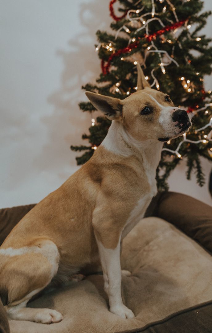 Carma, a Adoptable mixed breed in Durango, CO image 4/6