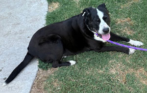 Enlarge Polly, a Adoptable mixed breed in Claremore, OK image 1/1