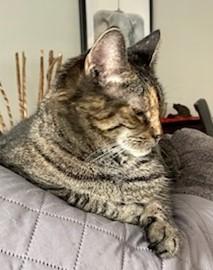 Enlarge Precious, a Adoptable Domestic Short Hair in Huntington, NY image 2/3