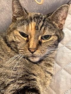 Enlarge Precious, a Adoptable Domestic Short Hair in Huntington, NY image 1/3