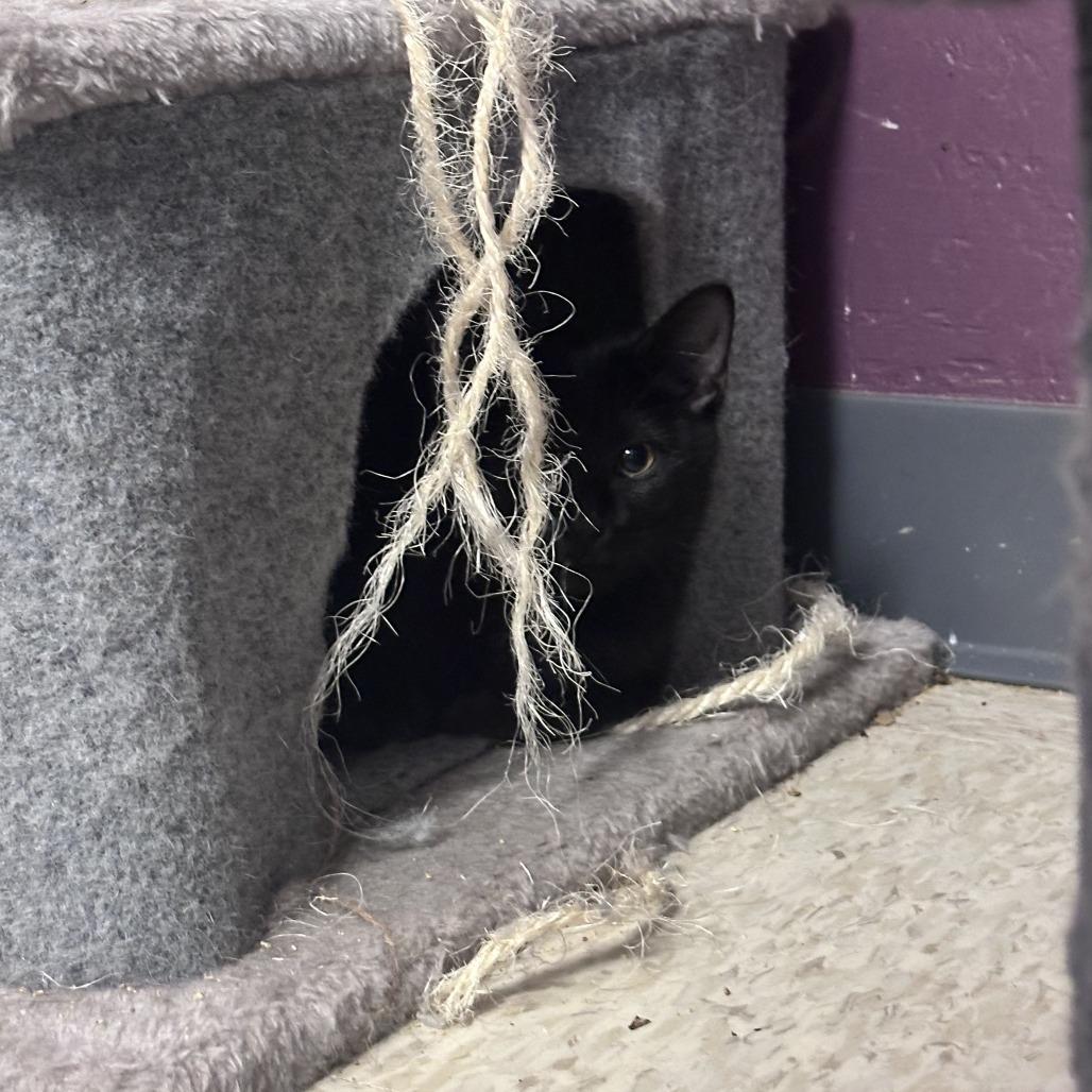 Tyla, Adoptable, Young Female Domestic Short Hair.