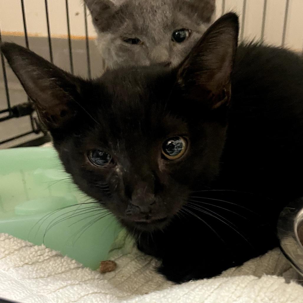 Enlarge Tyla, a Adoptable Domestic Short Hair in Branson, MO image 2/2