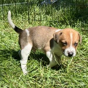 Enlarge Tupelo, a Adopted mixed breed in St. Paul, MN image 4/6