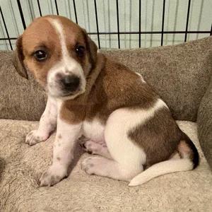Enlarge Tupelo, a Adopted mixed breed in St. Paul, MN image 5/6