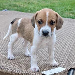 Tupelo, Adopted, Puppy Male Basset Hound & Beagle.