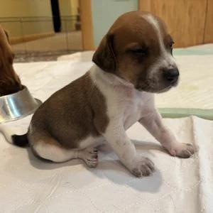 Enlarge Tupelo, a Adopted mixed breed in St. Paul, MN image 6/6