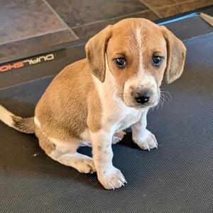 Enlarge Tupelo, a Adopted mixed breed in St. Paul, MN image 2/6
