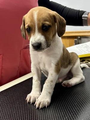Enlarge Tupelo, a Adopted mixed breed in St. Paul, MN image 3/6