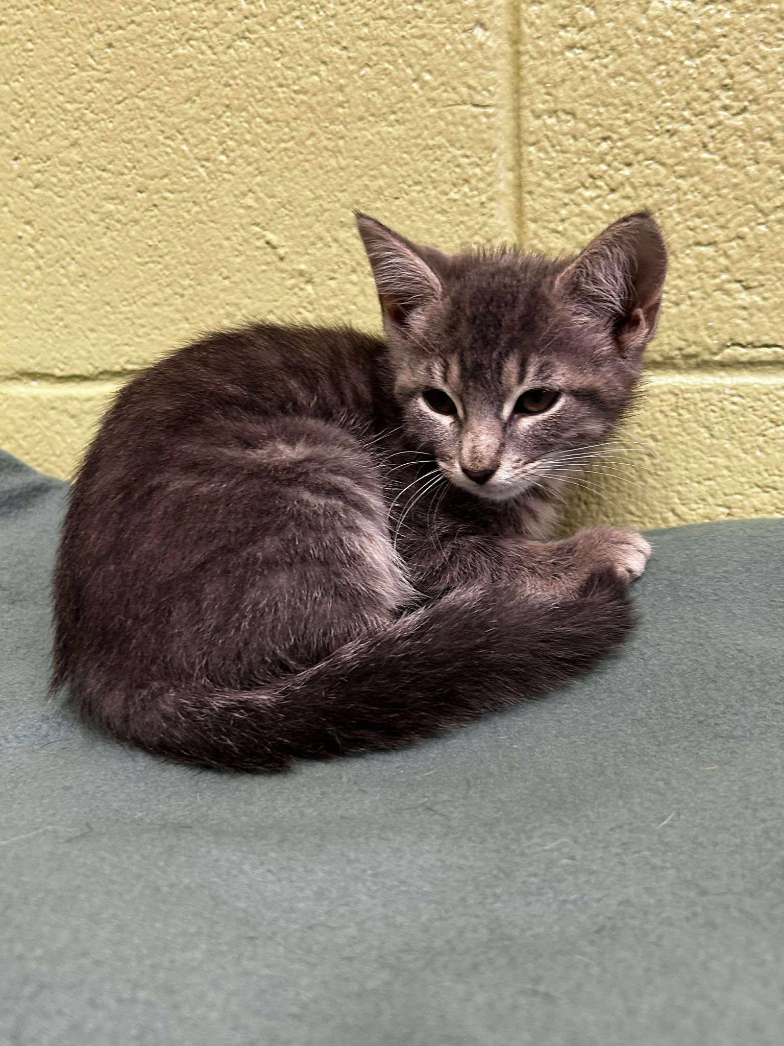 Mimmy, Young Female Domestic Short Hair