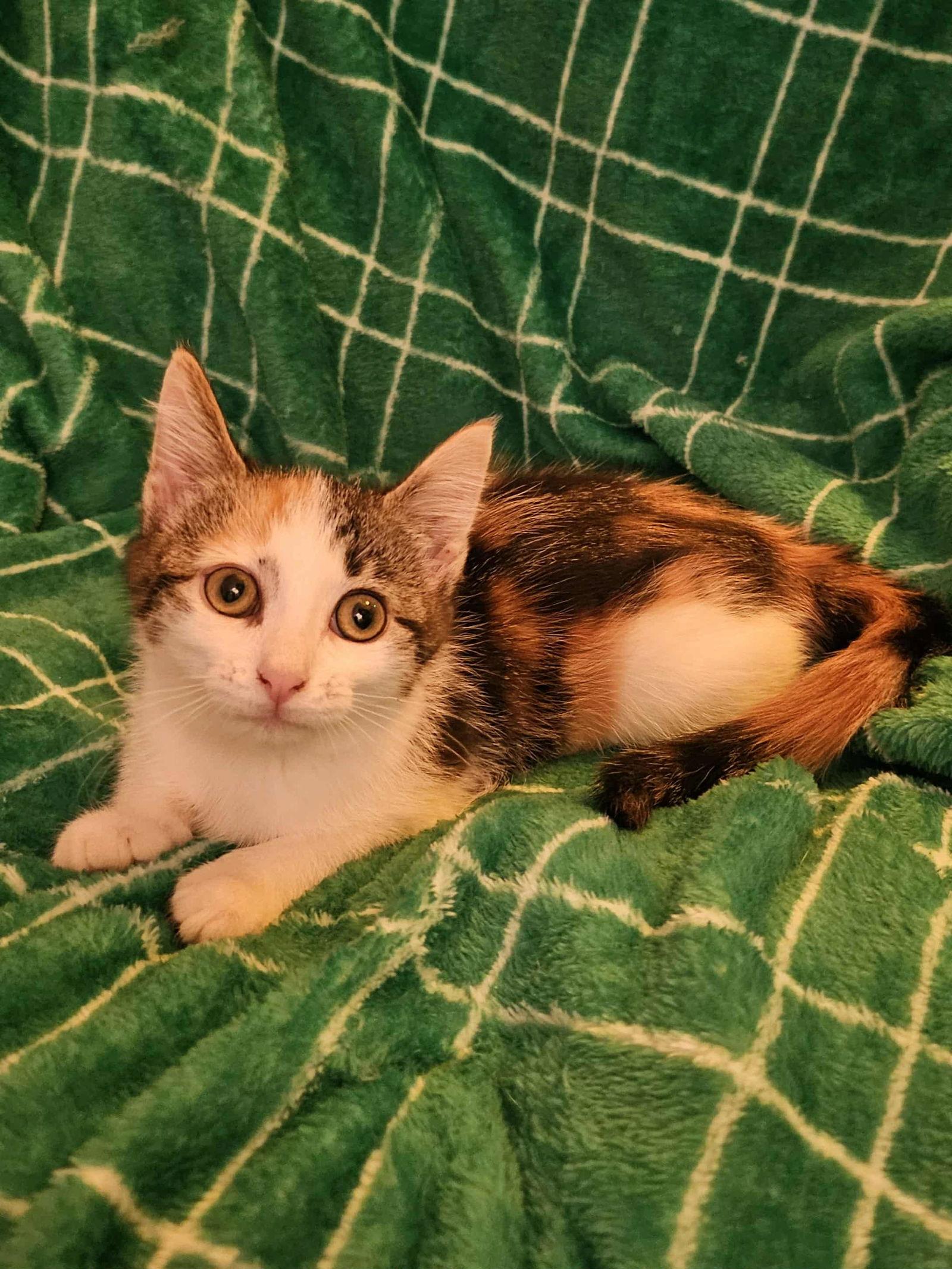 Enlarge Marty, a Adoptable Domestic Short Hair in West Des Moines, IA image 2/3