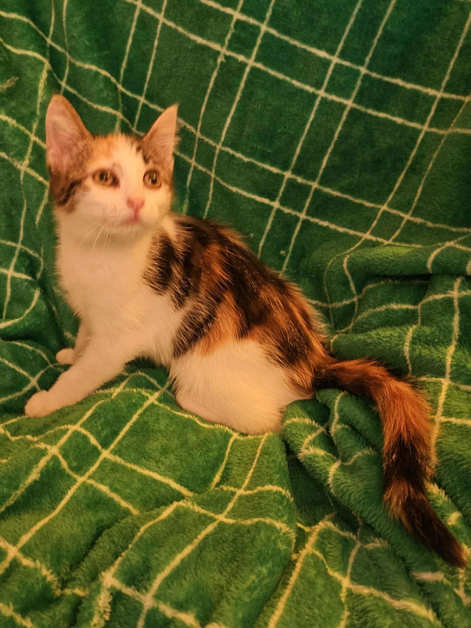 Enlarge Marty, a Adoptable Domestic Short Hair in West Des Moines, IA image 3/3