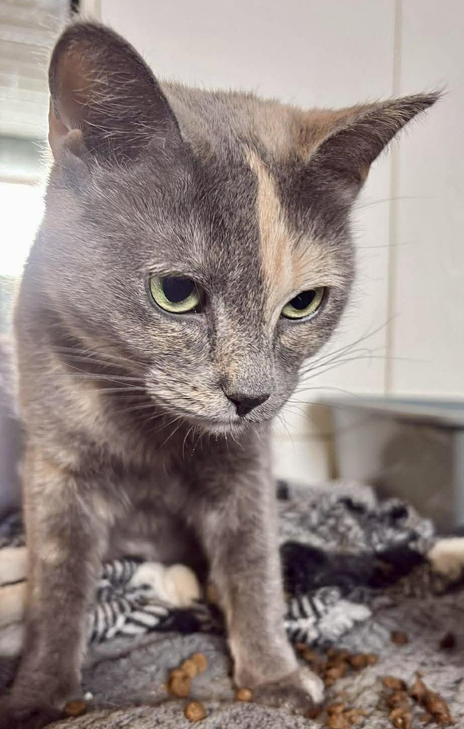 Roxy, a ADOPTABLE Domestic Short Hair in Pointe-Claire, QC image 1/3
