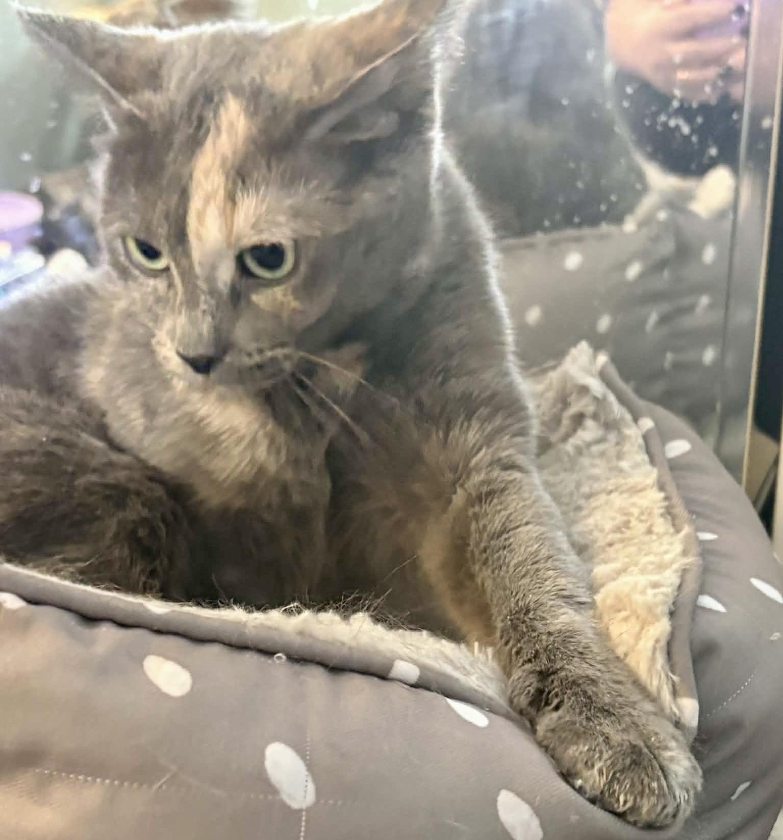 Roxy, a ADOPTABLE Domestic Short Hair in Pointe-Claire, QC image 2/3