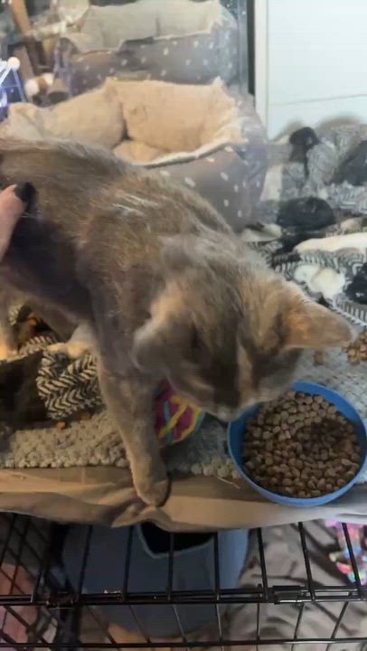 Enlarge Roxy, a ADOPTABLE Domestic Short Hair in Pointe-Claire, QC video 3/3