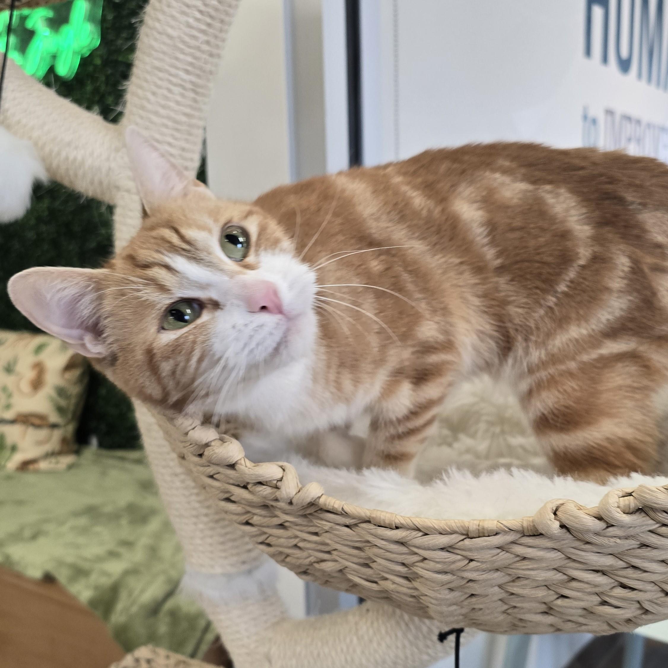 Enlarge Cinni, a ADOPTABLE Domestic Short Hair in Nashville, TN image 6/6