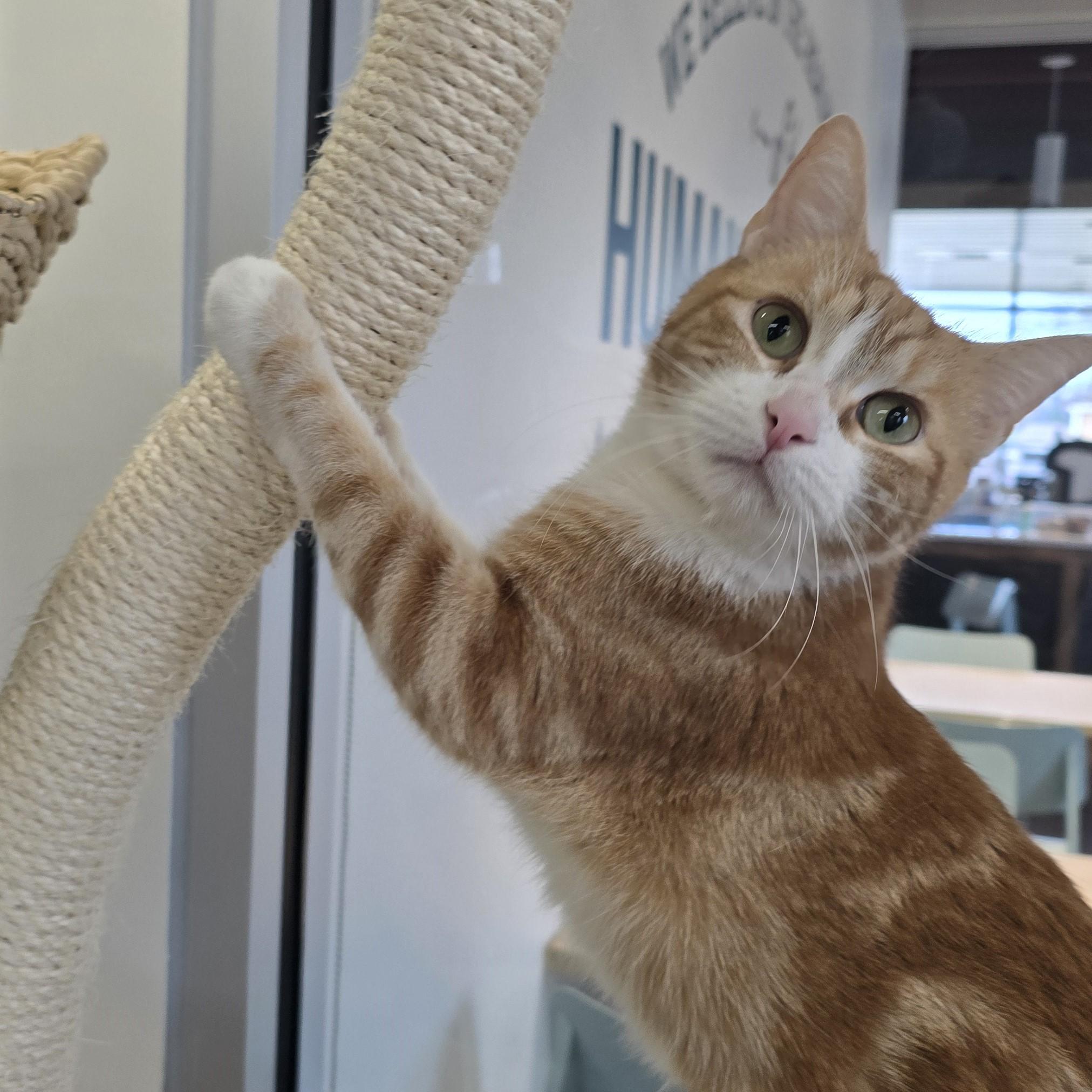 Enlarge Cinni, a ADOPTABLE Domestic Short Hair in Nashville, TN image 5/6