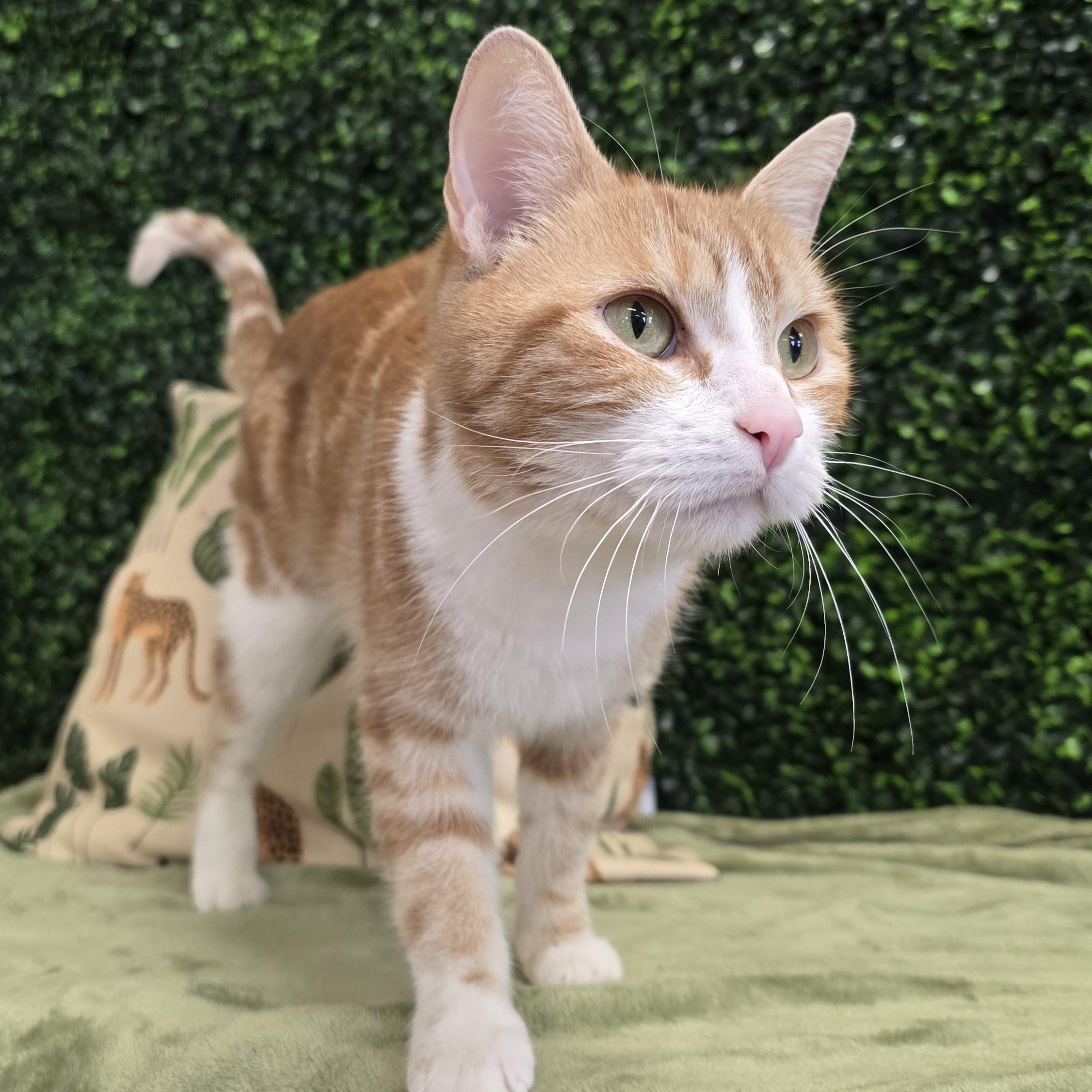 Enlarge Cinni, a ADOPTABLE Domestic Short Hair in Nashville, TN image 4/6