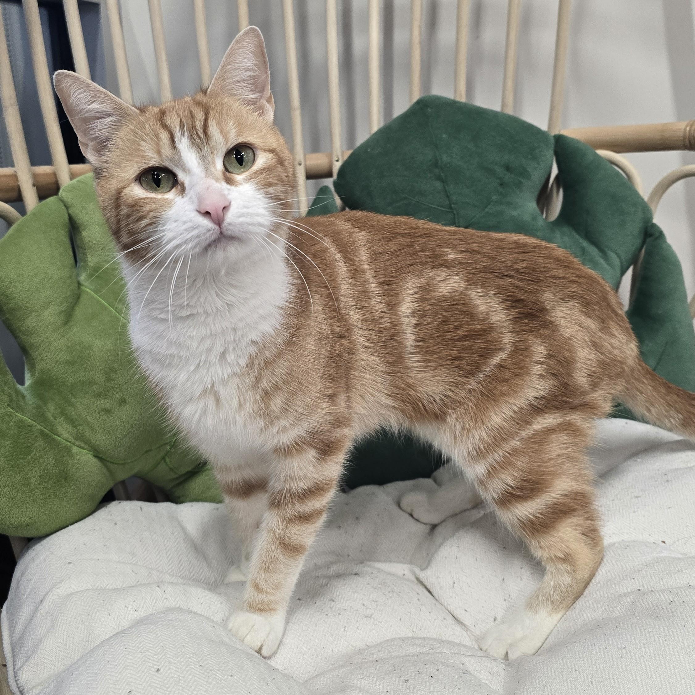 Enlarge Cinni, a ADOPTABLE Domestic Short Hair in Nashville, TN image 2/6