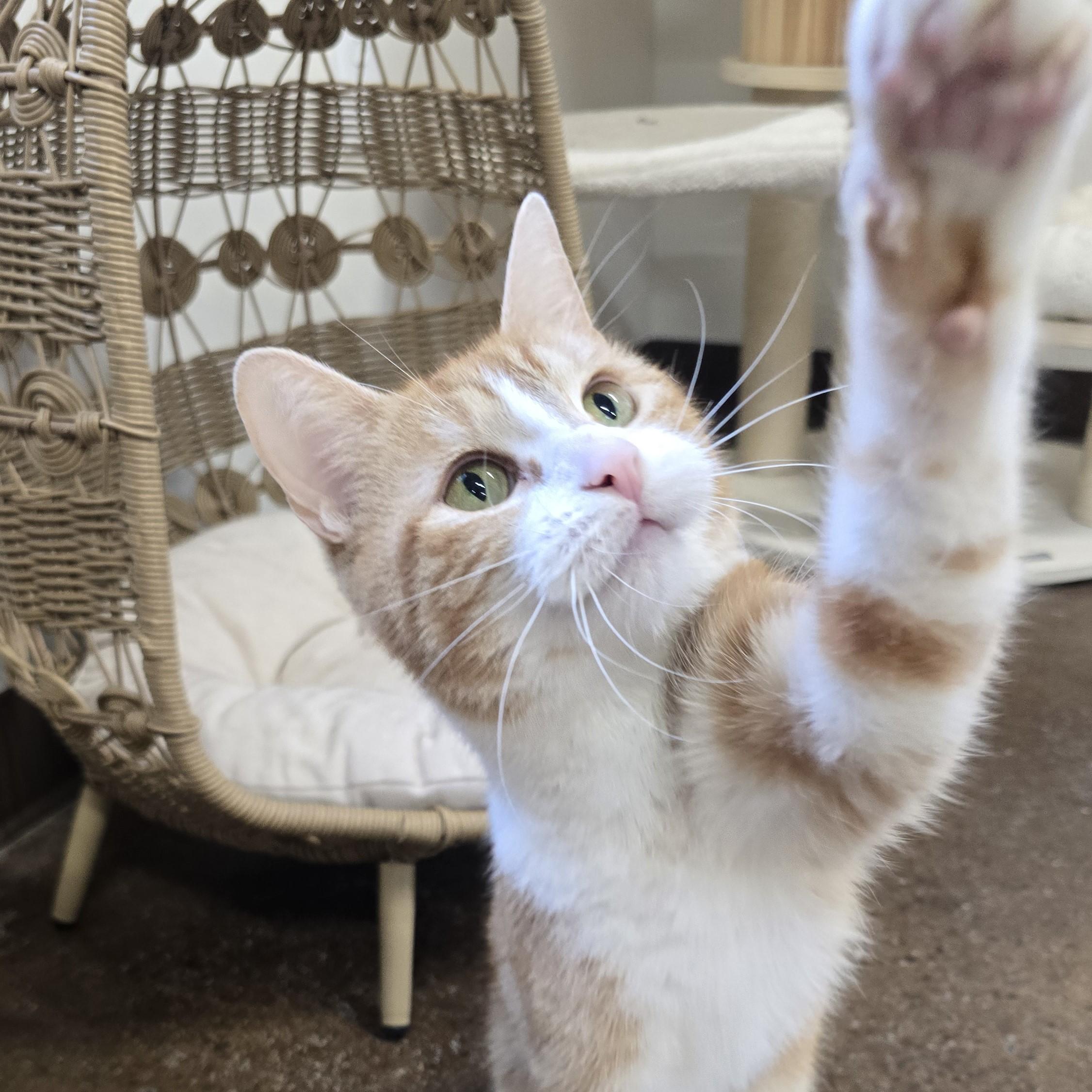 Enlarge Cinni, a ADOPTABLE Domestic Short Hair in Nashville, TN image 3/6