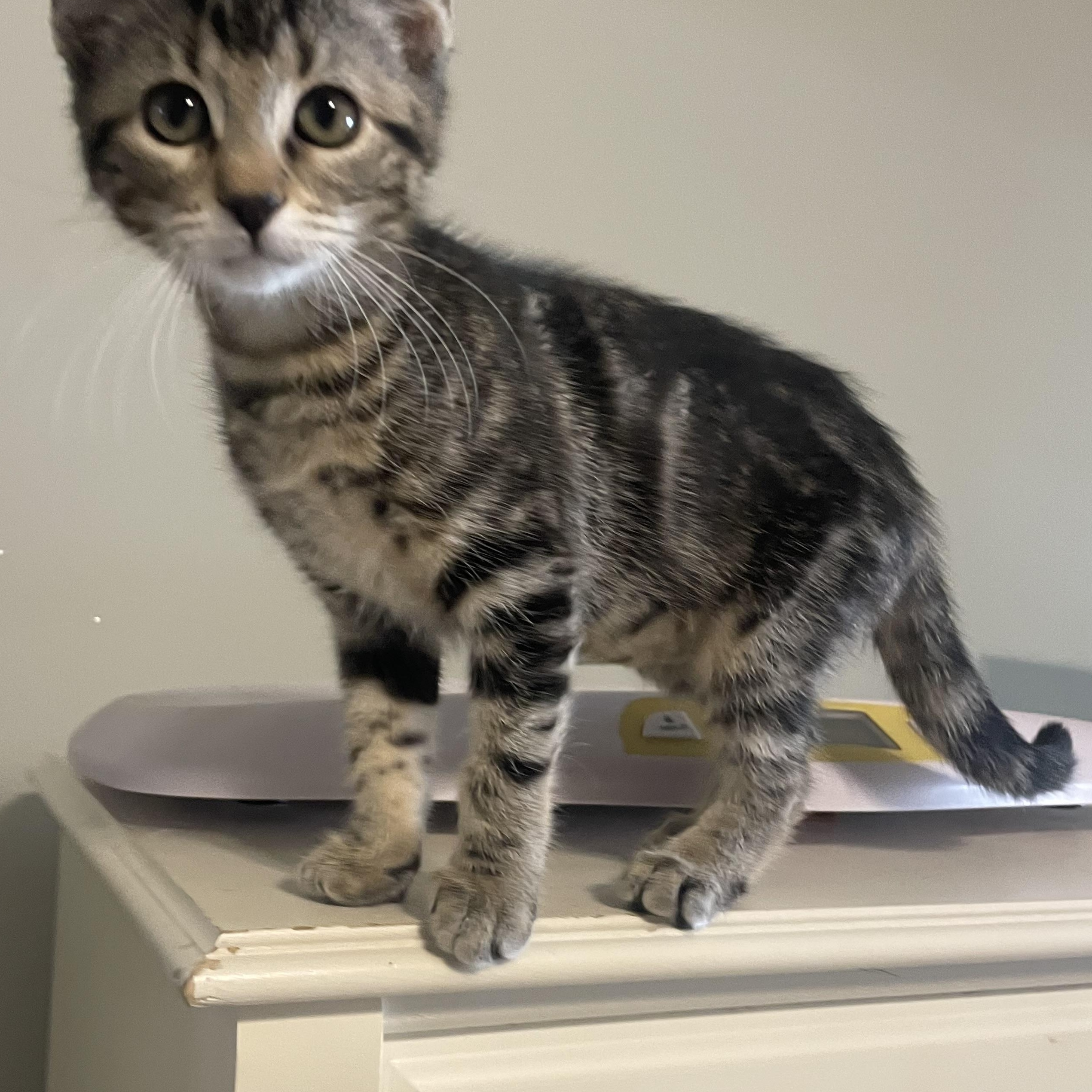 Enlarge Monstropolis, a Adoptable Domestic Short Hair in Seneca, SC image 4/5