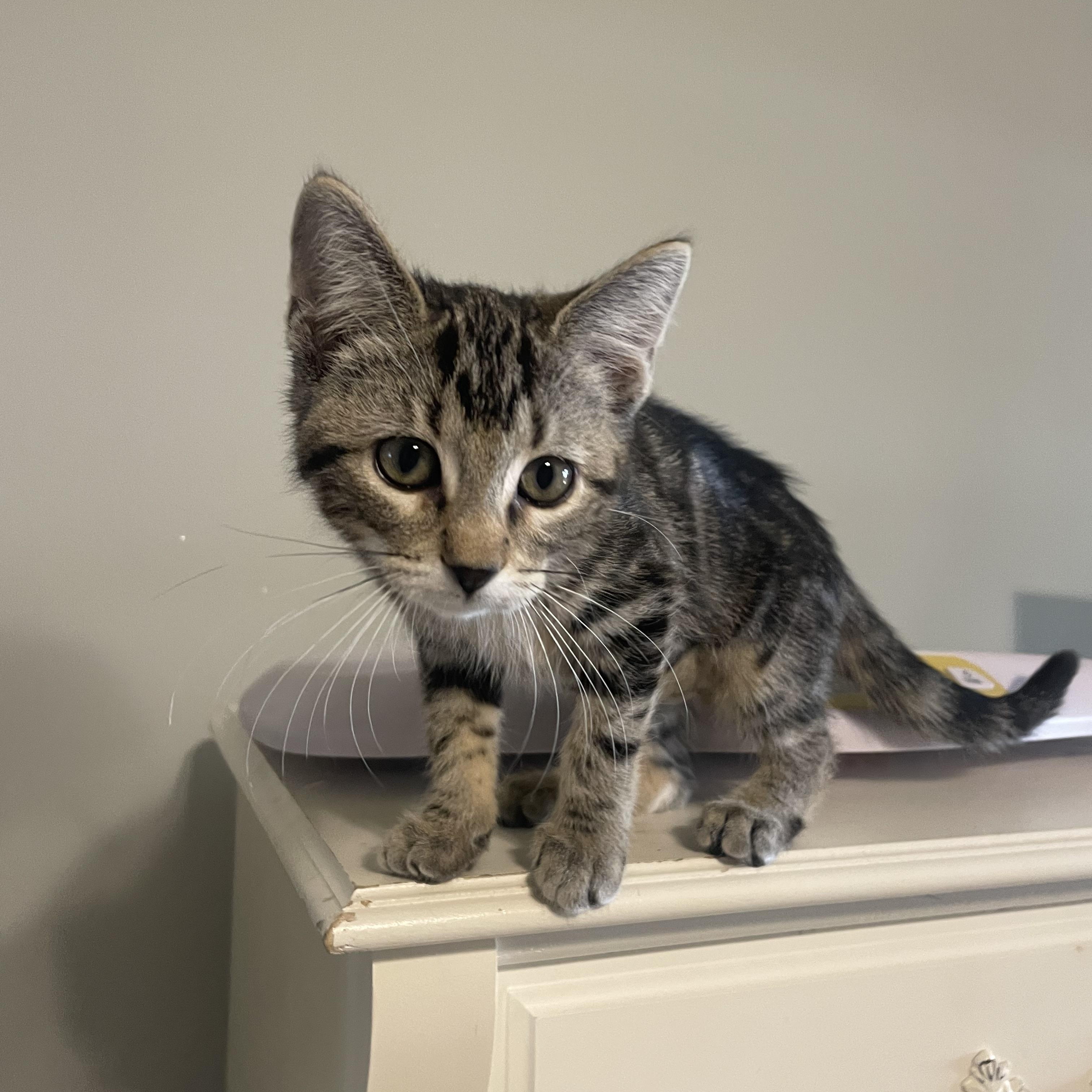 Enlarge Monstropolis, a Adoptable Domestic Short Hair in Seneca, SC image 5/5