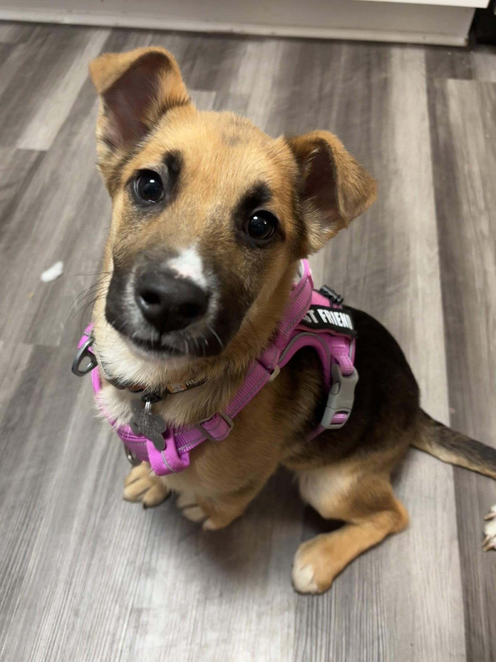 Abileen, Adopted, Puppy Female German Shepherd Dog.