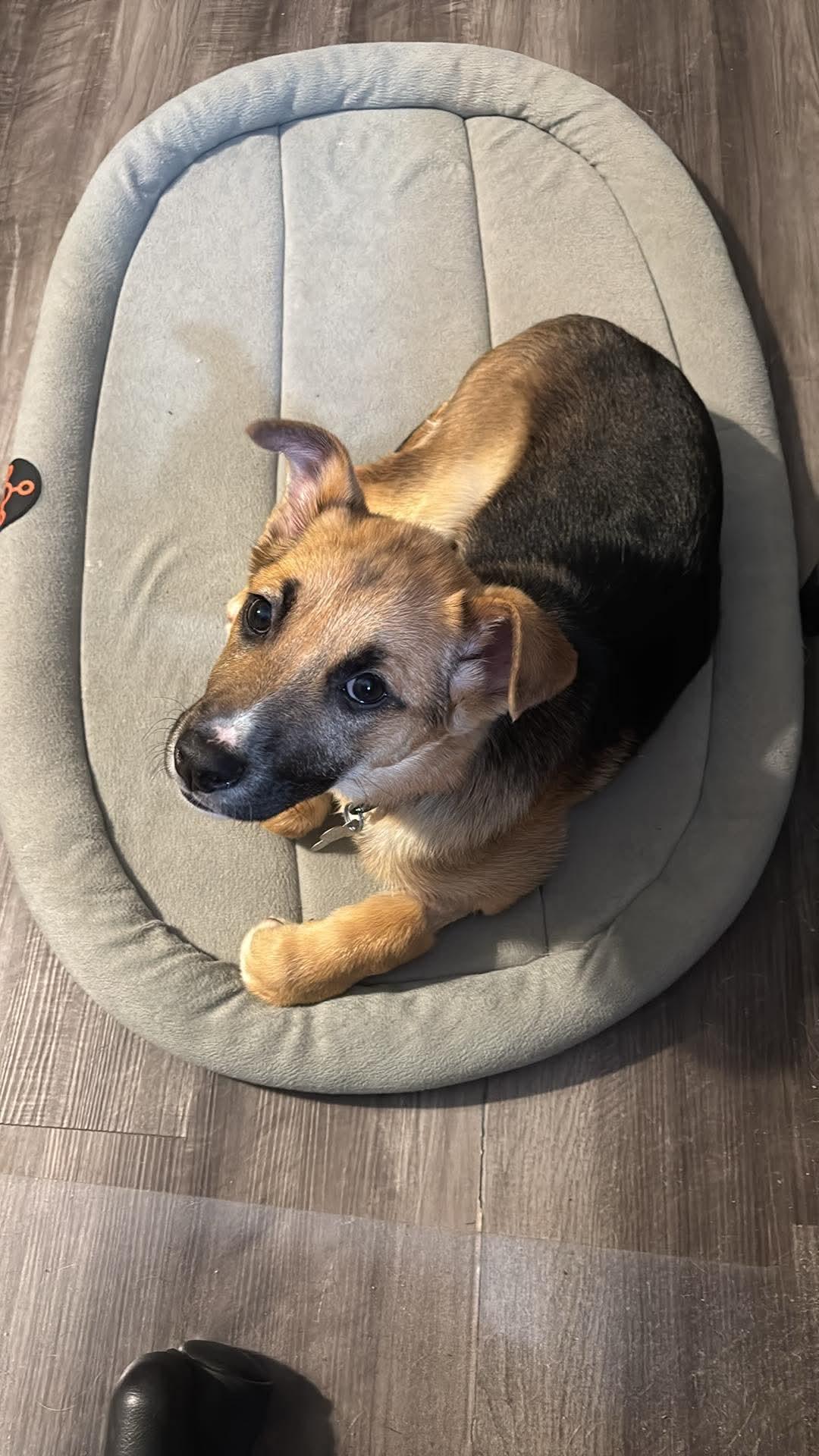 Enlarge Abileen, a Adopted German Shepherd Dog in Holly Springs, NC image 2/3