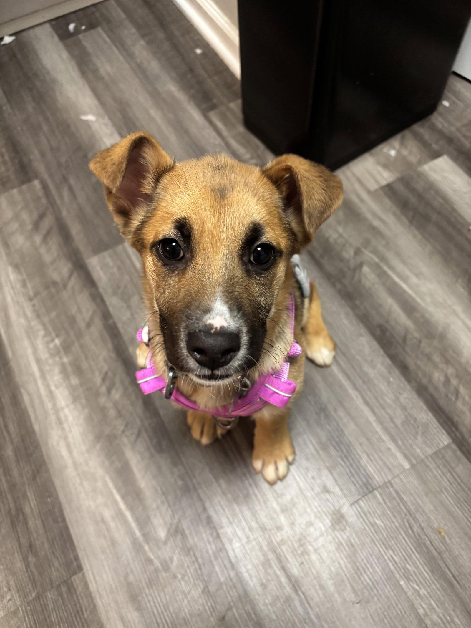 Enlarge Abileen, a Adopted German Shepherd Dog in Holly Springs, NC image 3/3