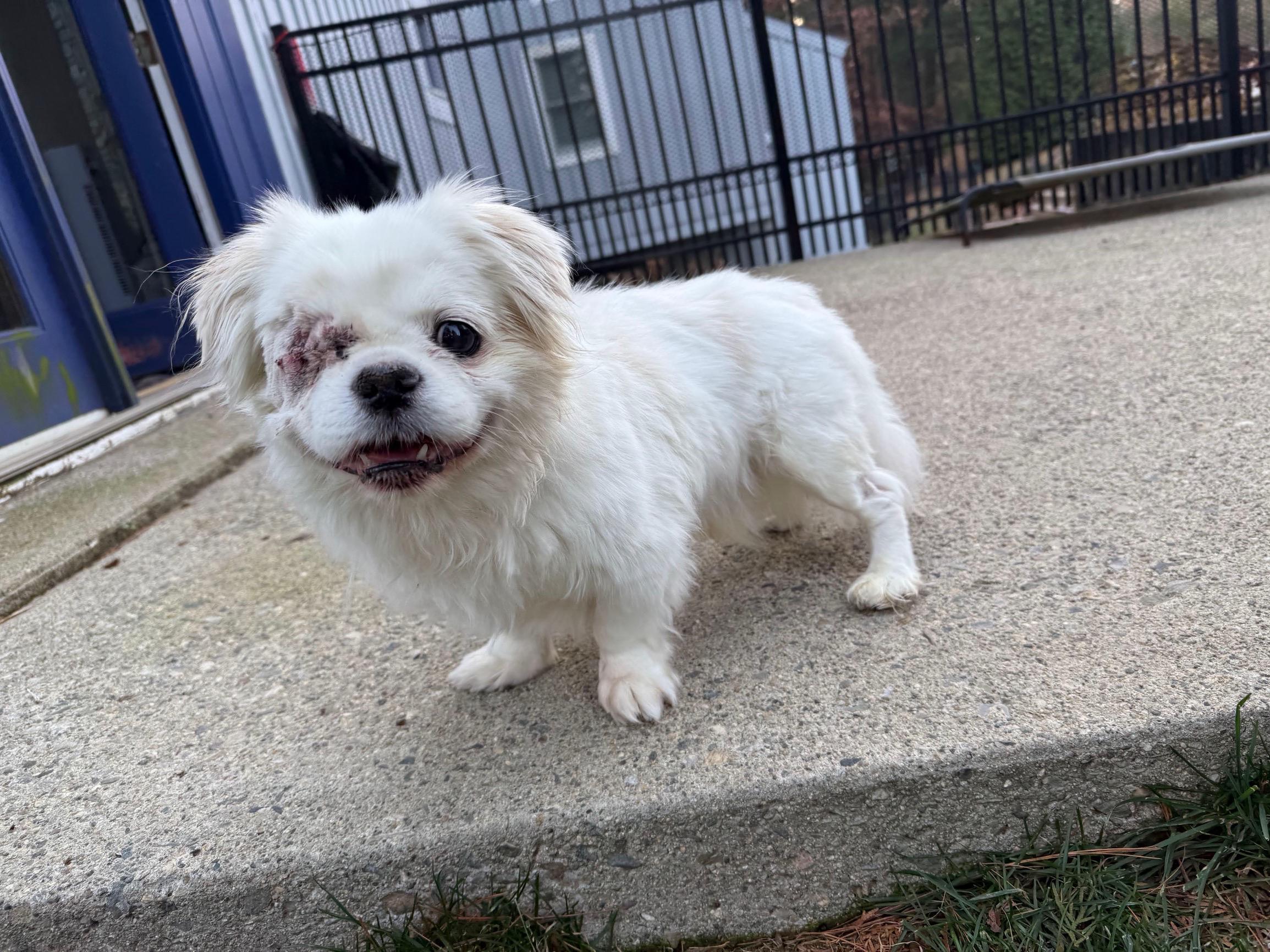 Enlarge Fozzie, a ADOPTABLE Pekingese in Foster, RI image 2/6