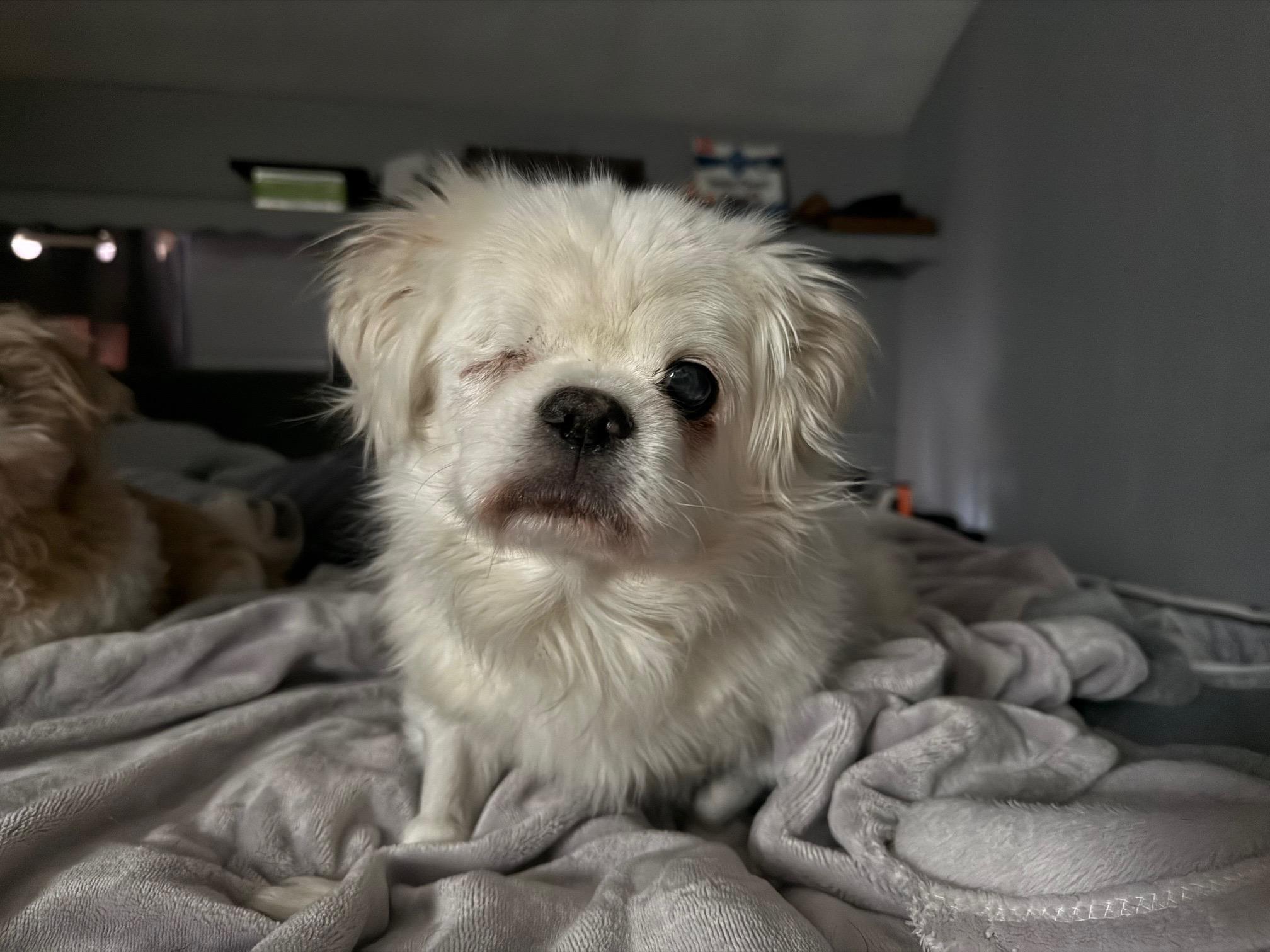 Enlarge Fozzie, a ADOPTABLE Pekingese in Foster, RI image 5/6