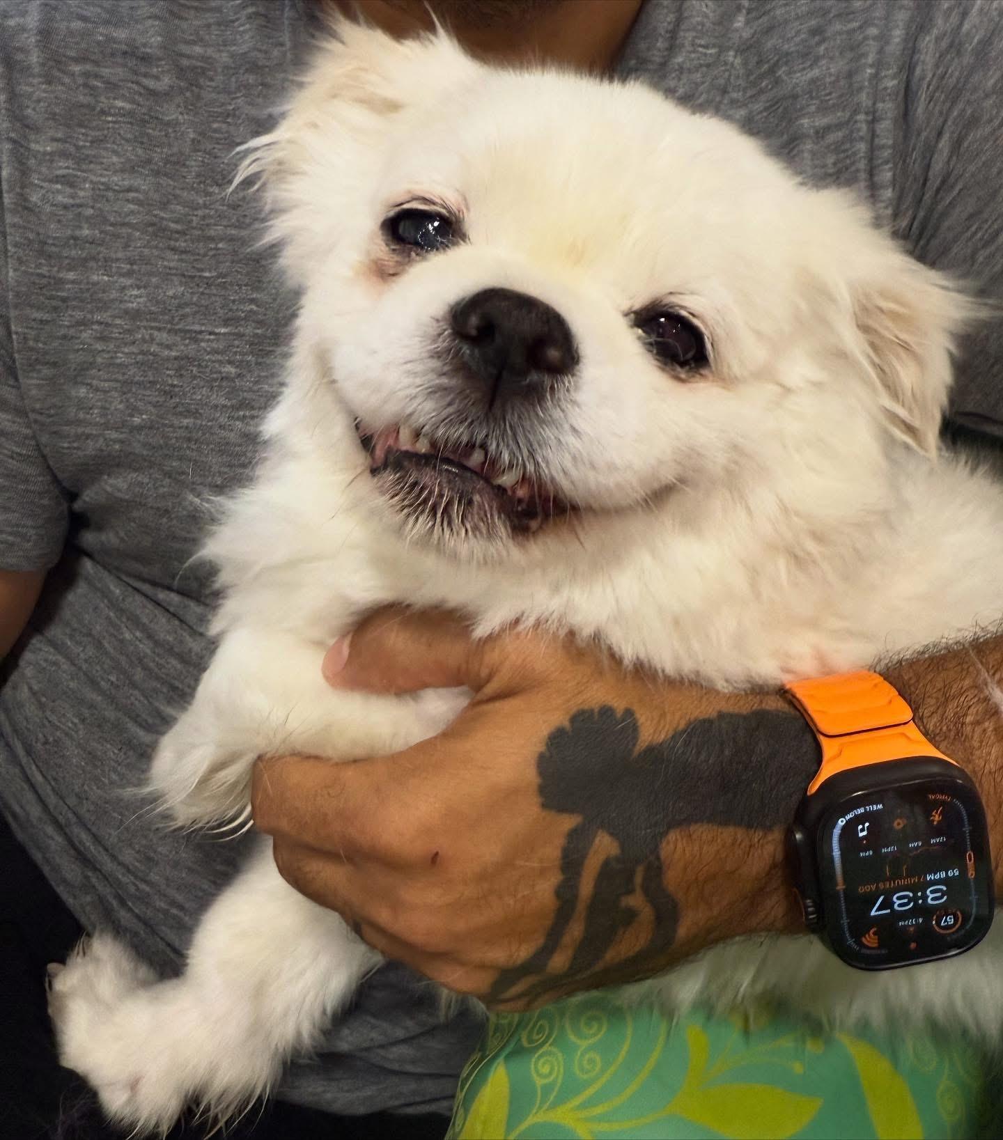 Enlarge Fozzie, a ADOPTABLE Pekingese in Foster, RI image 6/6