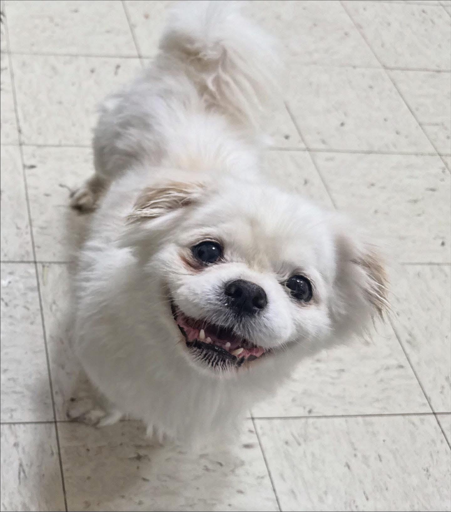 Enlarge Fozzie, a ADOPTABLE Pekingese in Foster, RI image 3/6